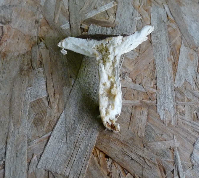 P1030480 Roter Pilz Schnitt 600 red .JPG