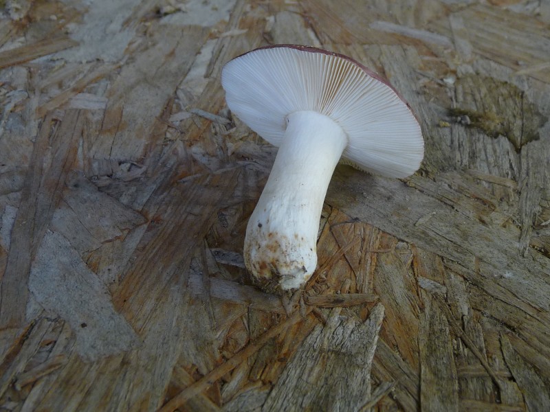 P1030541 Hut mit Stiel 800 red .JPG