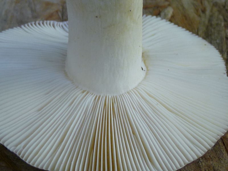 P1030544 Lamellenansatz 800 red .JPG