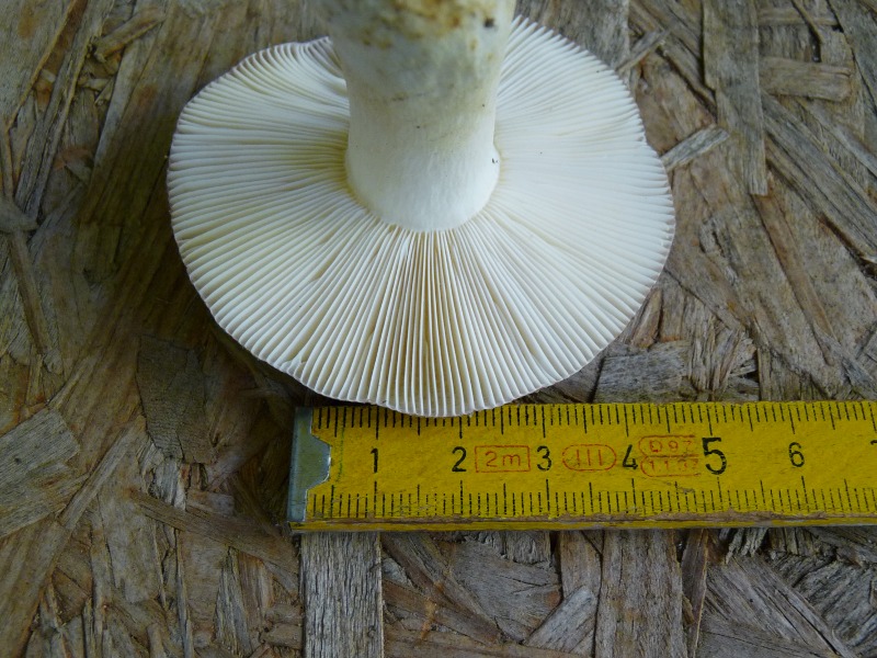 P1030545 Lamellenanzahl 800 red .JPG