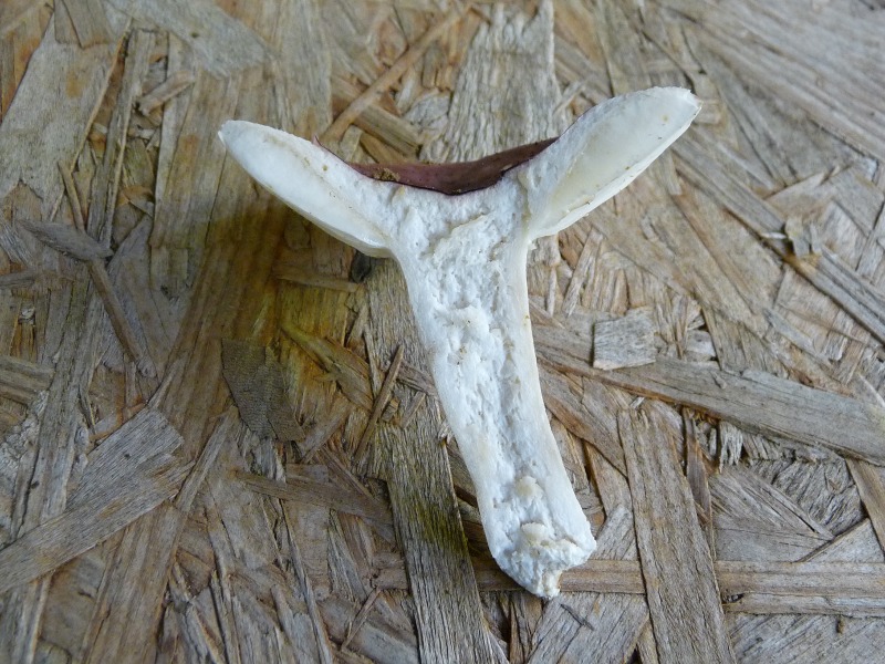 P1030550 Schnitt 800 red .JPG