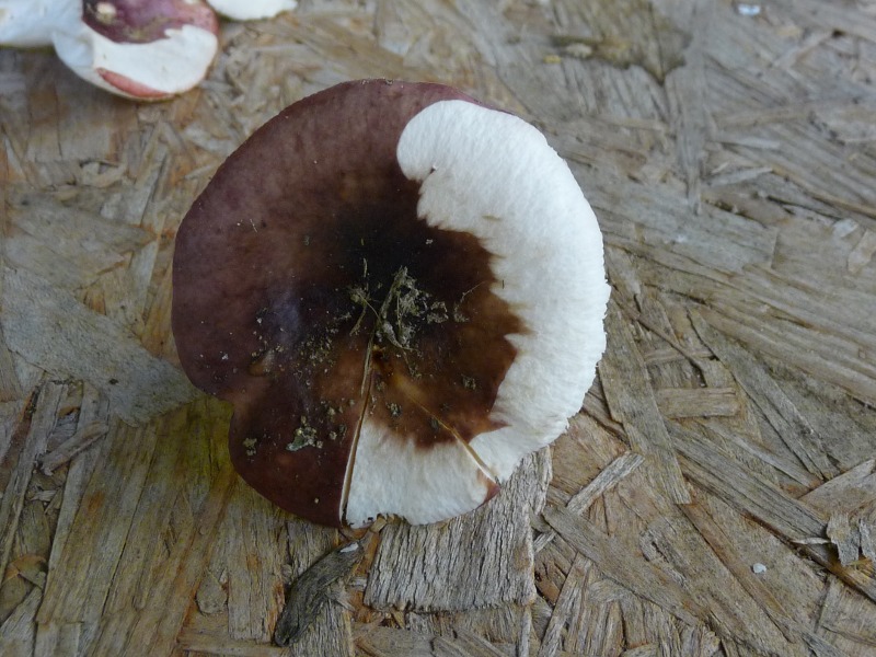 P1030553 abgezogene Huthaut 800 red .JPG