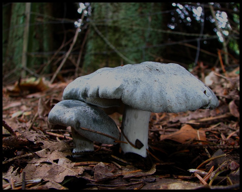 Grüner Anistrichterling