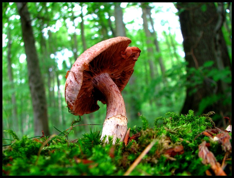 Wohlriechender Gürtelfuß