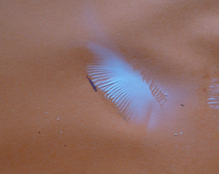 P1030554 Sporen 600 .JPG