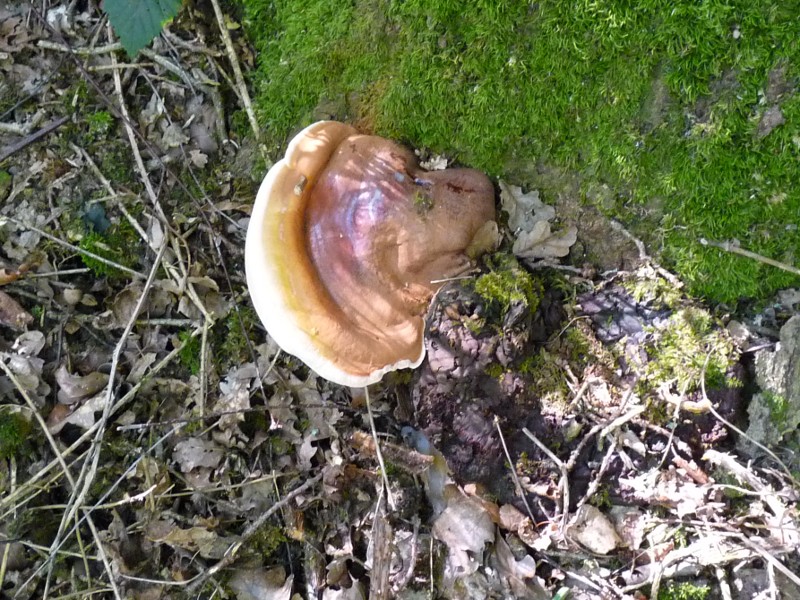 P1030559 Ganoderma 800 red .JPG