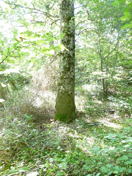 P1030560 Ganoderma an Eiche 600 red .JPG