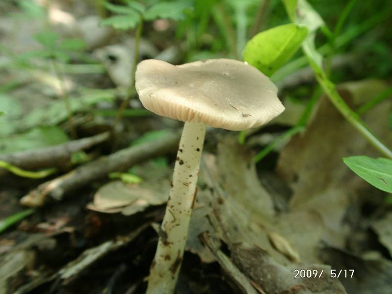 pluteus_cinereofuscus_m_ga1.JPG