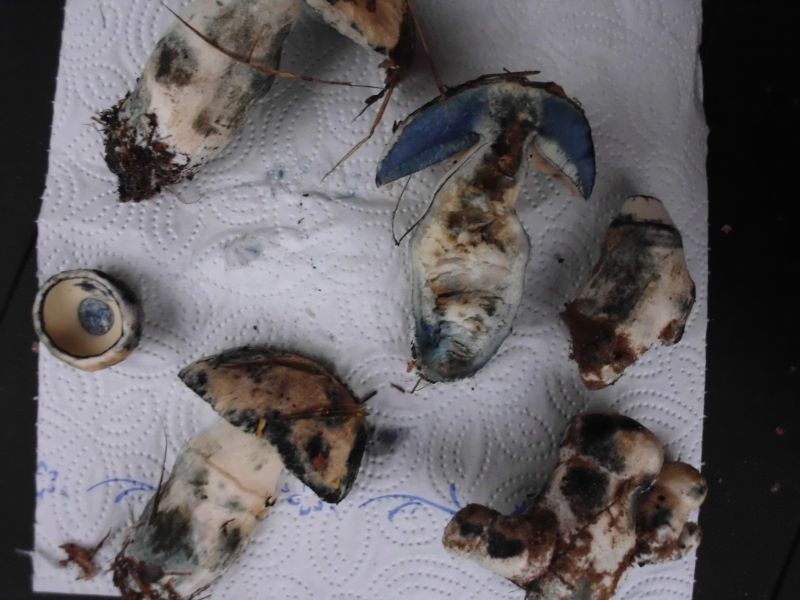 Kornblumen-Röhrling (Gyroporus cyanescens.jpg