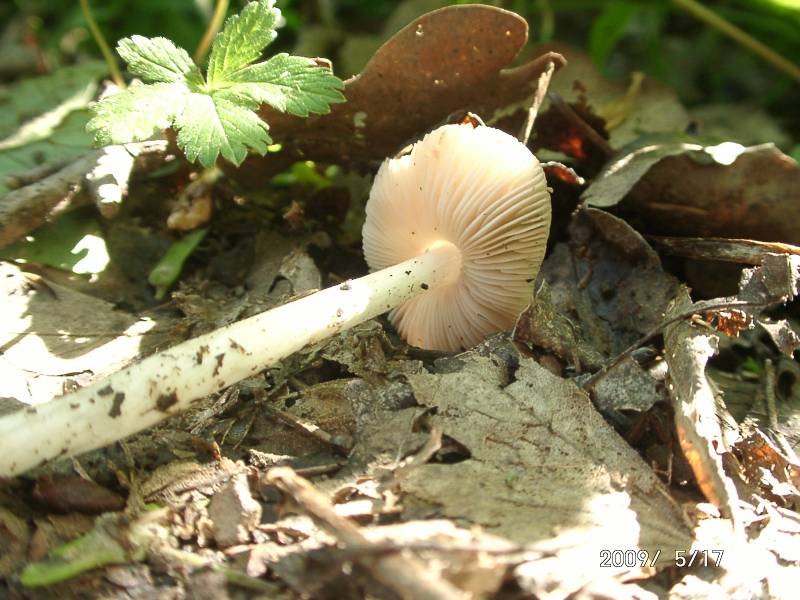 pluteus_cinereofuscus_m_ga2.JPG