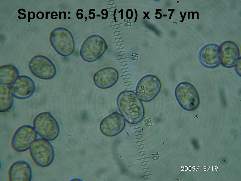 pluteus_cinereofuscus_mmik1_ga.jpg