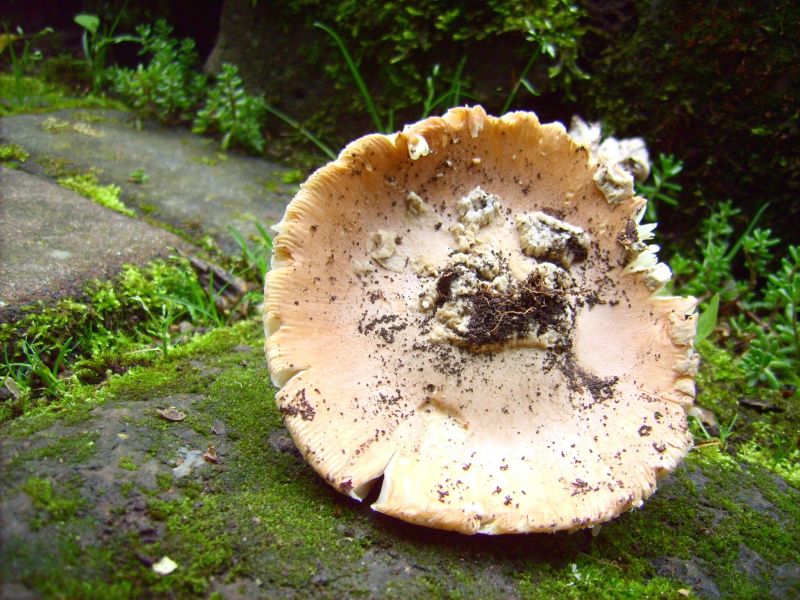 Amanitha eliae b.jpg