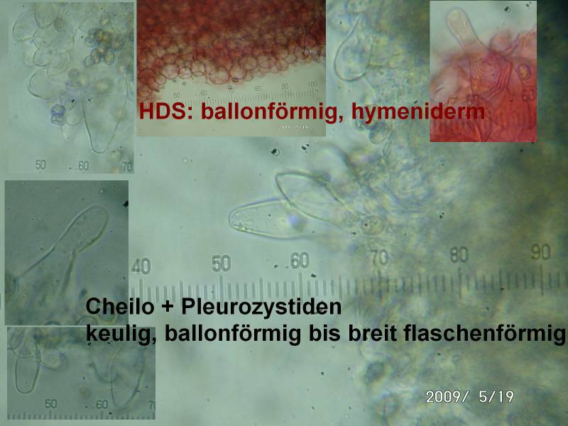 pluteus_cinereofuscus_mmik2_ga.jpg