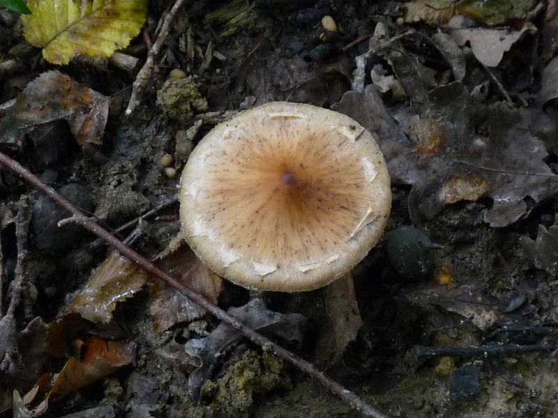 P1030502 Br.Pi. 800 bearb .JPG