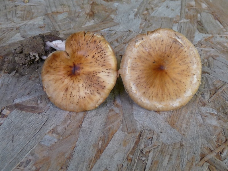 P1030513 Br.Pi 800 bearb .JPG