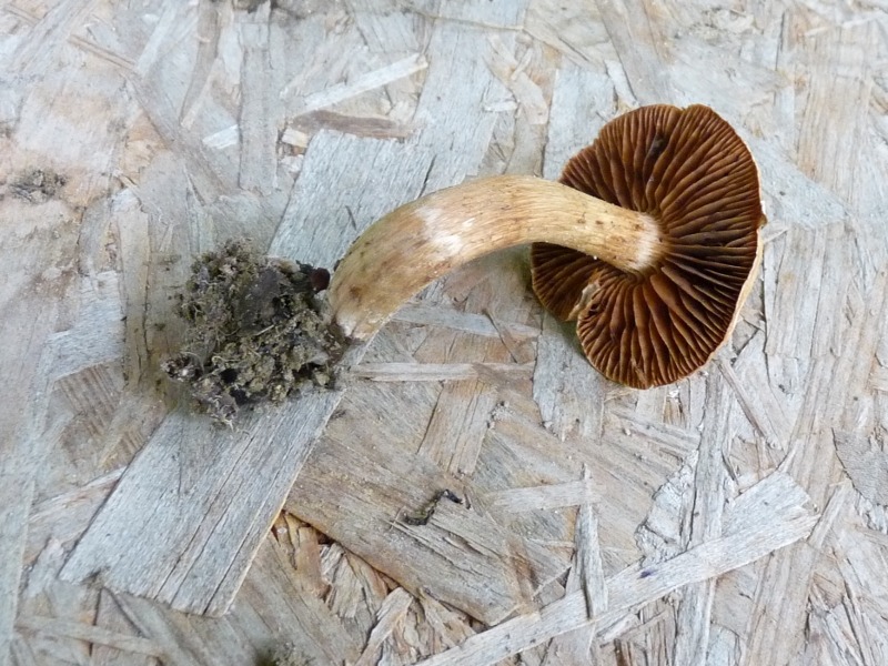 P1030514 Br.Pi 800 bearb .JPG