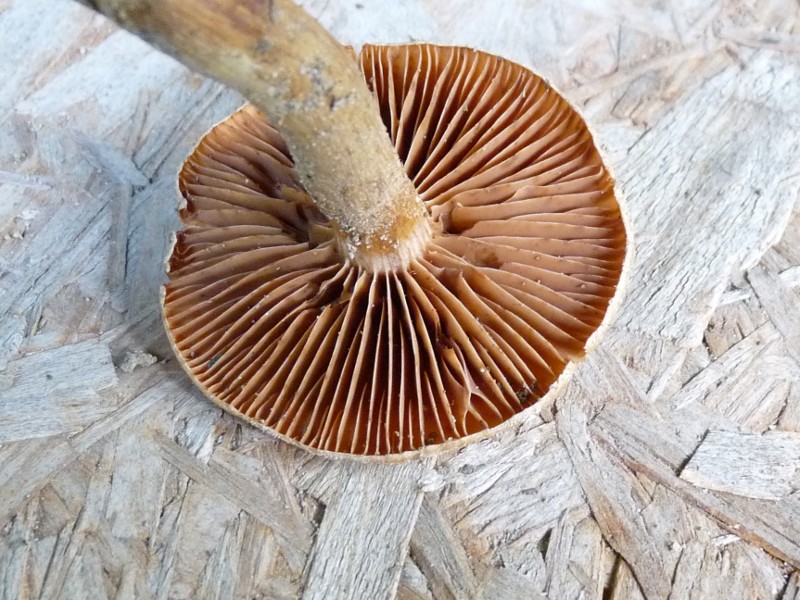 P1030526 Br.Pi. 800 bearb .JPG