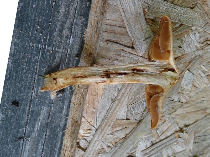 P1030534 Br.Pi. 800 bearb .JPG