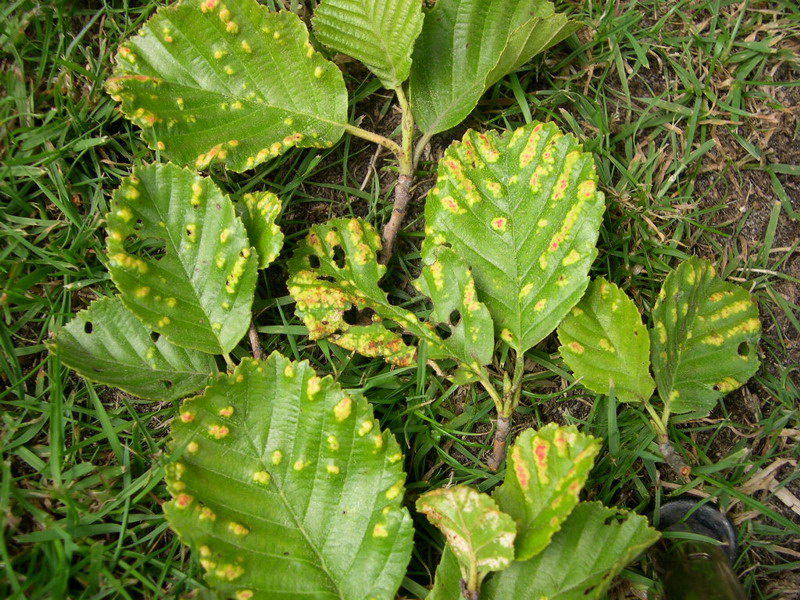 Aceria brevitarsa-Filzgallmilbe-1.JPG