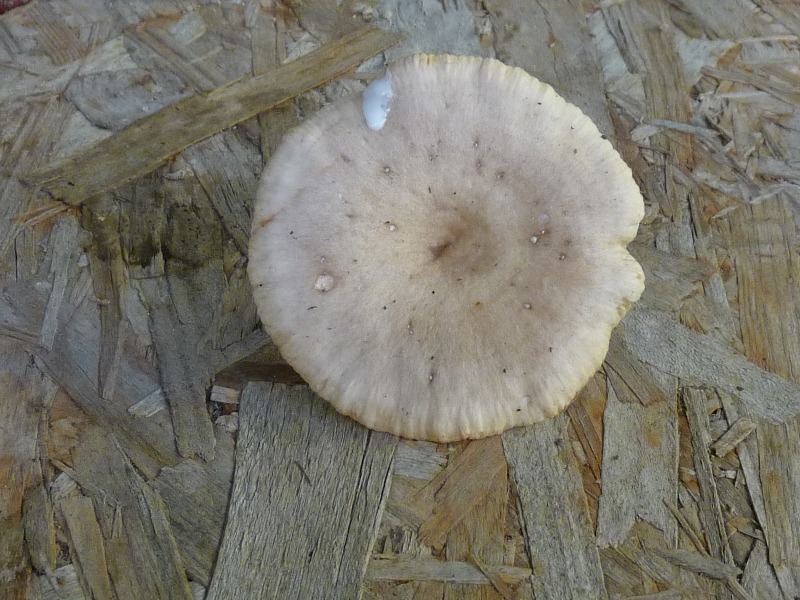 P1030593 Lactarius 800 red. .JPG