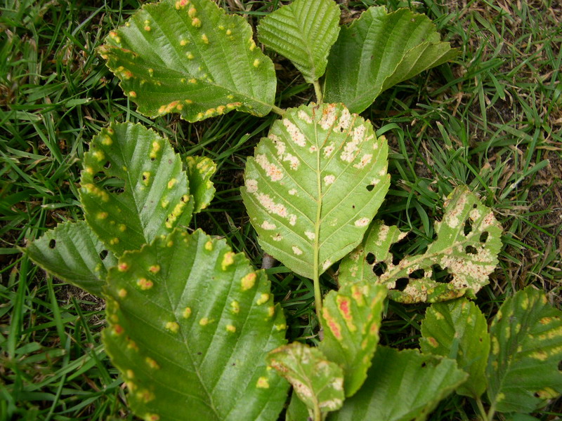 Aceria brevitarsa-Filzgallmilbe-2.JPG