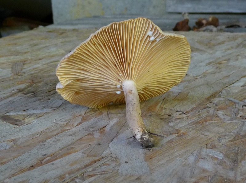 P1030603 Lact. 800 red. .JPG