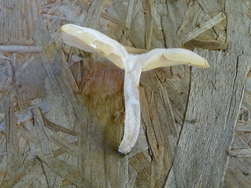 P1030606  Lactarius 800 red. .JPG