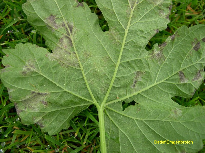 1-Pseudoperonospora humuli-10.1.5.1.7.3b.JPG