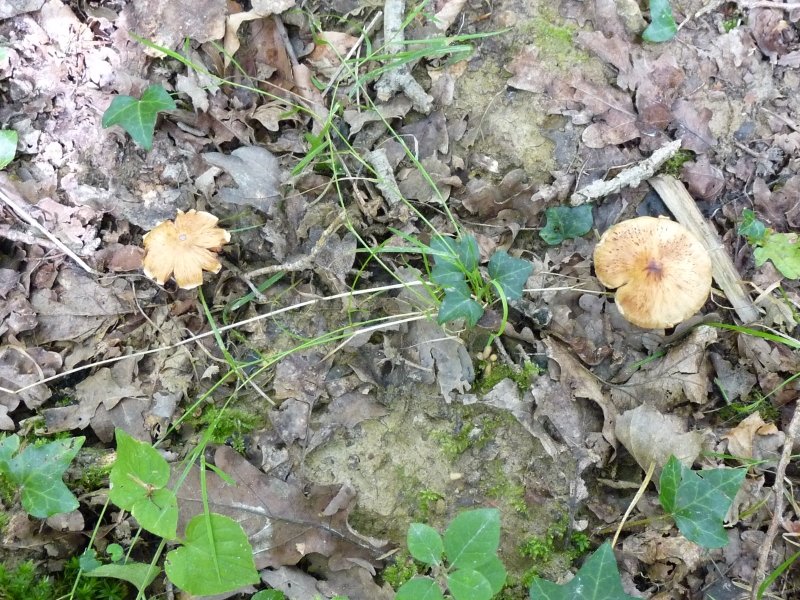 P1030508 Br.Pi. 800 red .JPG