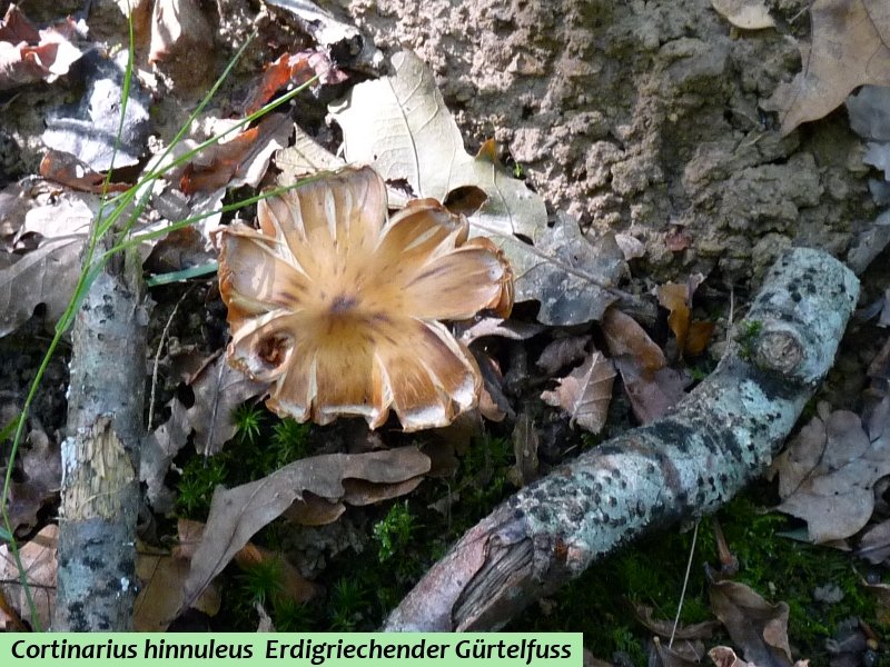 Cortinarius hinnuleus 1 red .JPG