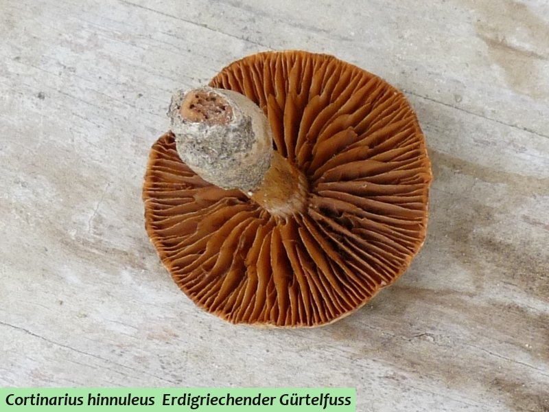 Cortinarius hinnuleus 2 a red. .JPG