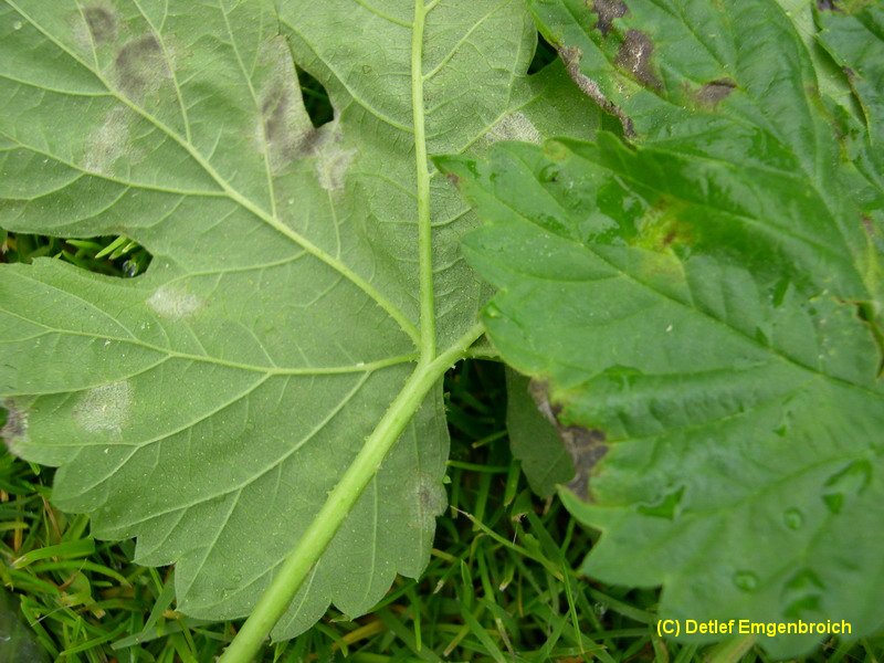 1-Pseudoperonospora humuli-10.1.5.7.3c.JPG