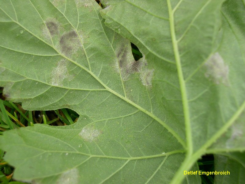 1-Pseudperonospora humuli-10.1.5.7.3d.JPG
