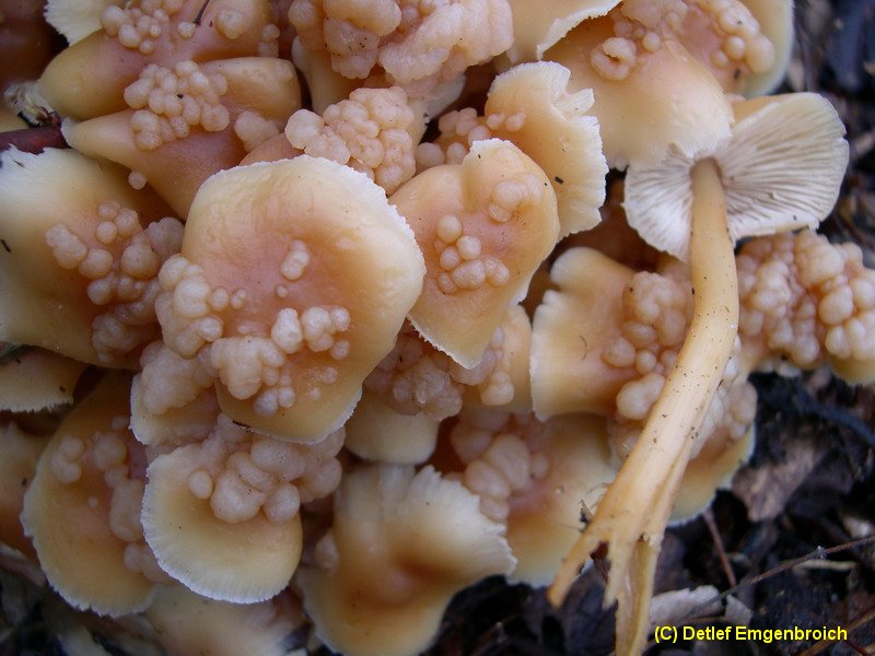 Szygospora (Christiansenia) tumefaciens-b.JPG