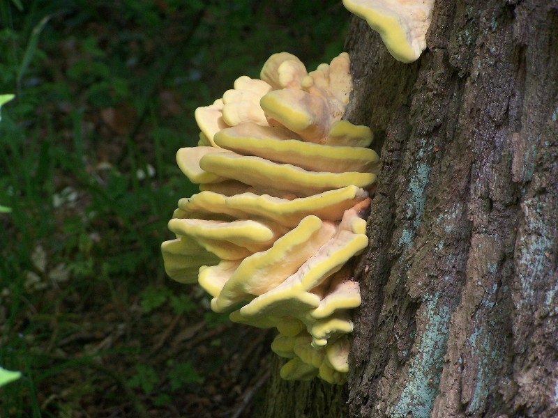 unbekannter Baumpilz