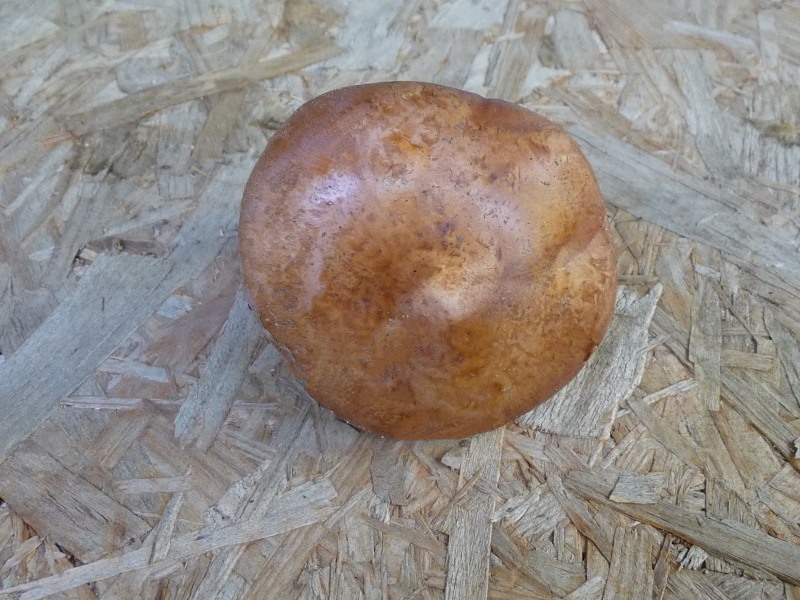 P1030616 scal 800 bearb red .JPG