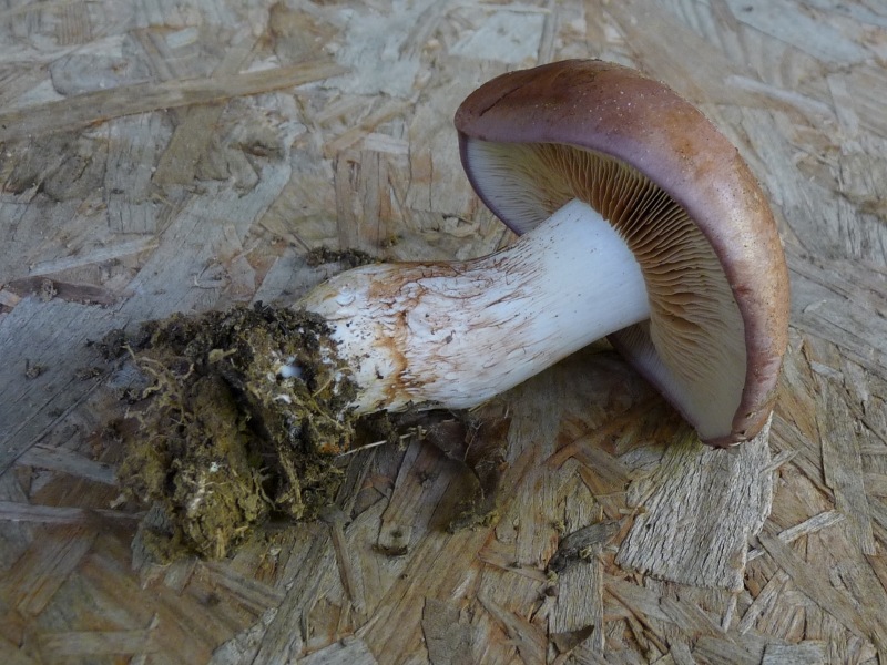 P1030619 800 bearb red .JPG