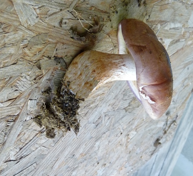 P1030624 scal 600 bearb red .JPG