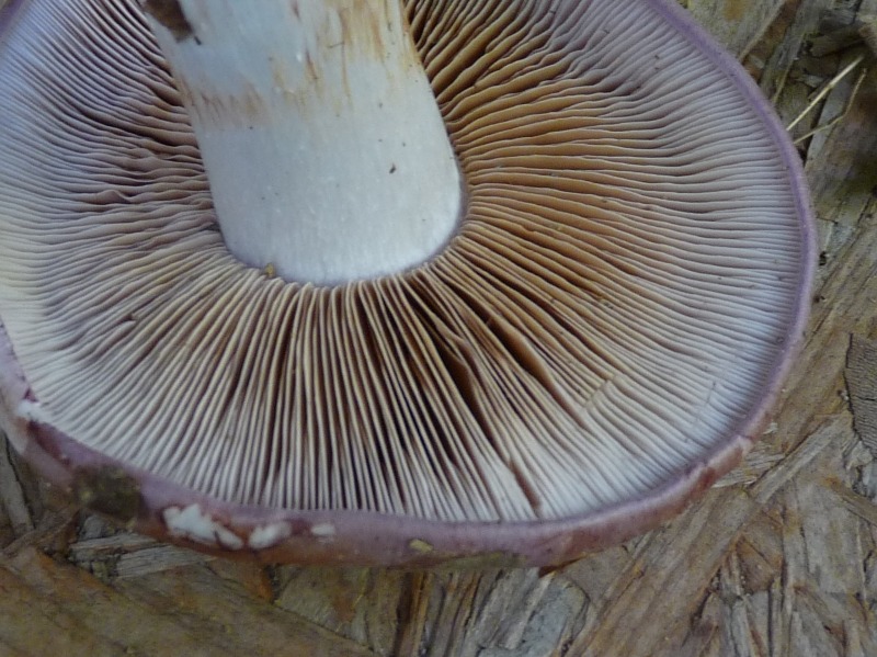 P1030625 scal 800 red .JPG