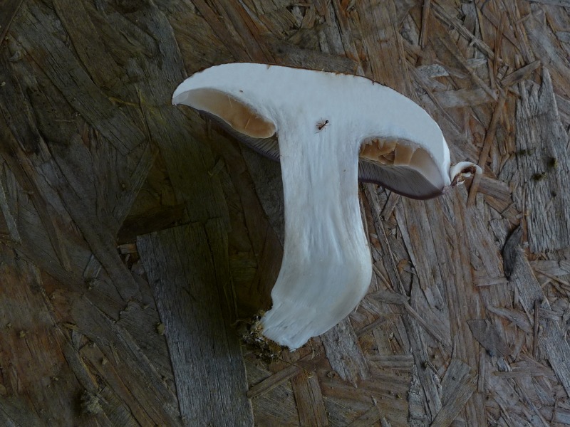 P1030634 scal 800 bearb red .JPG