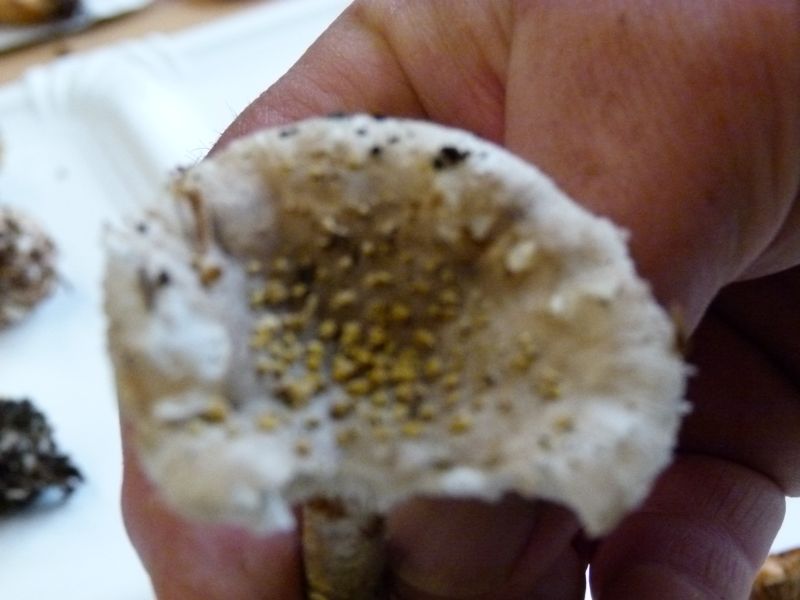 Amanita Franchetii 26.08.11 F.jpg