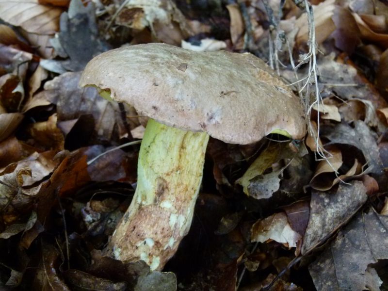 Anhängselröhrling 26.08.11.jpg