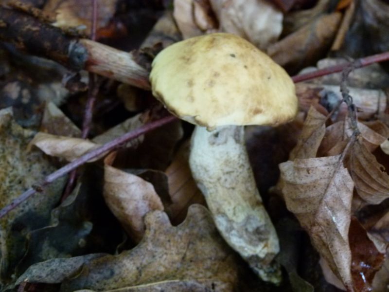 Gelber Raufuß 26.08.11 F.jpg