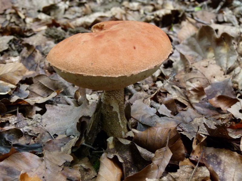 Eichen Rotkappe 26.08.11 F.jpg