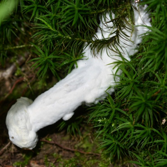 Mycota 24811 GWKc.jpg