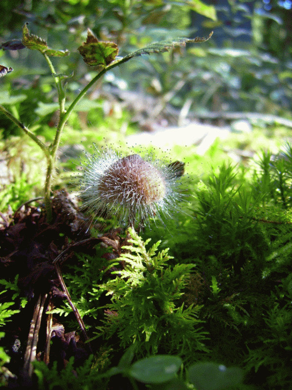 Kopie von DSCI3172.gif