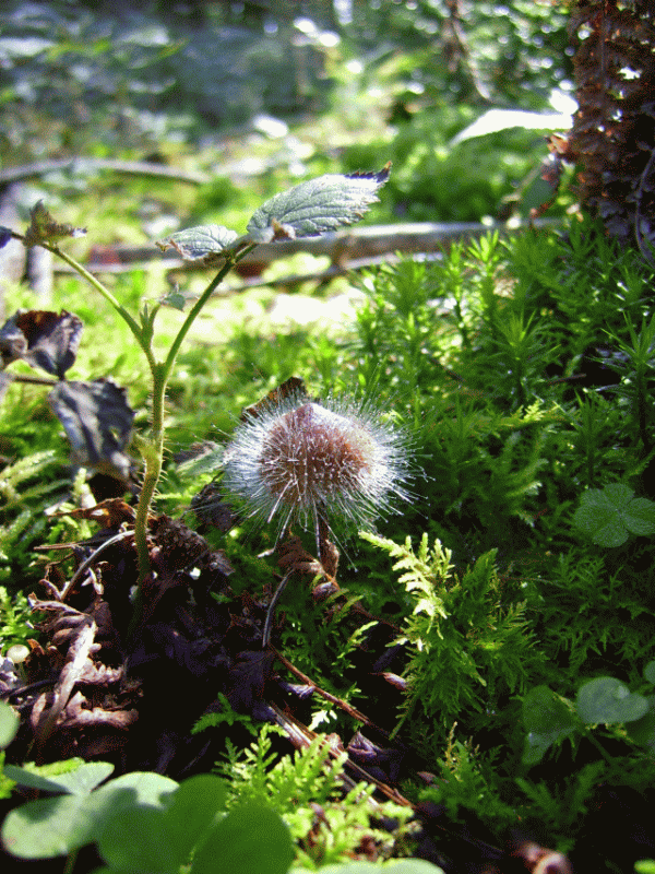 Kopie von DSCI3171.gif