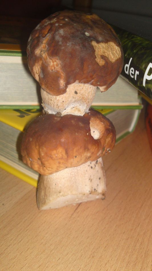 Glückspilz 0144.jpg