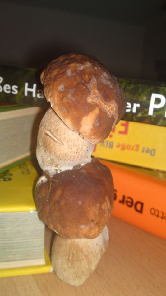 Glückspilz 0155.jpg