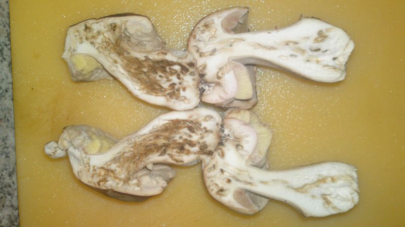 Glückspilz zwei 003.jpg